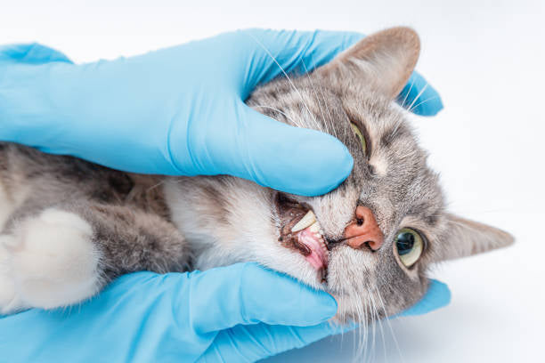 Pet Teeth Cleaning Wipes