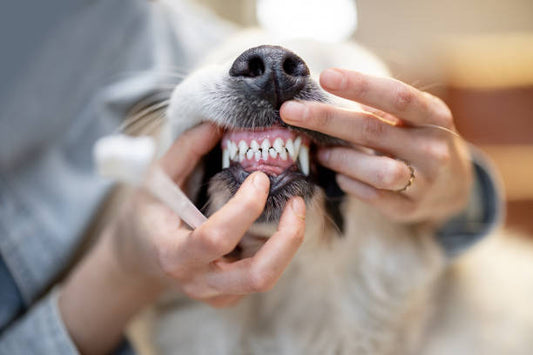 Pet Teeth Cleaning Wipes
