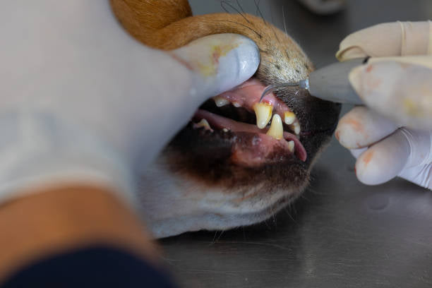 Pet Teeth Cleaning Wipes