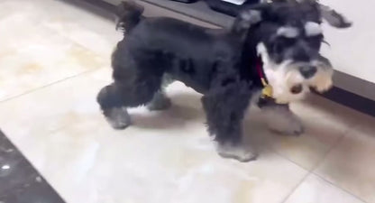 Dog Bouncing Ball