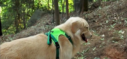 Dog Harness